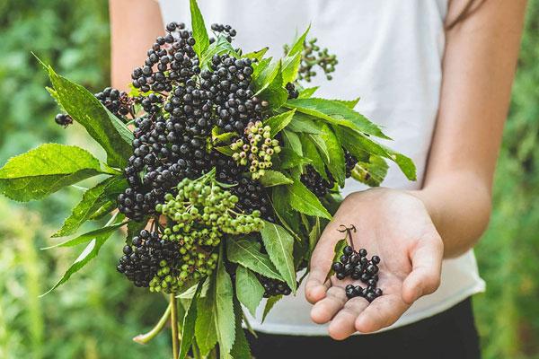 Vitamins for Immune Health | 6 Super Ingredients